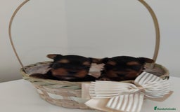 Yorkshire Terrier perros en venta: Peeciosos machos yorkshire  - Imagen 2
