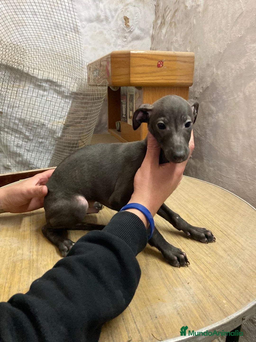 Pequeño Lebrel Italiano perros en venta: PEQUEÑOS LEBREL ITALIANO - Anuncio 3