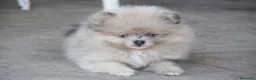 Pomerania perros en venta: Pomerania fawn merle ojos azules  - Anuncio 3