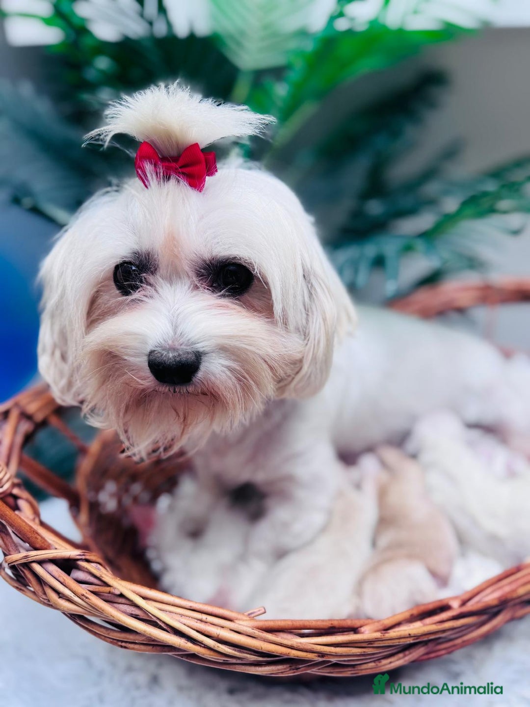 Maltipoo perros en venta: MALTIPOO - Anuncio 5