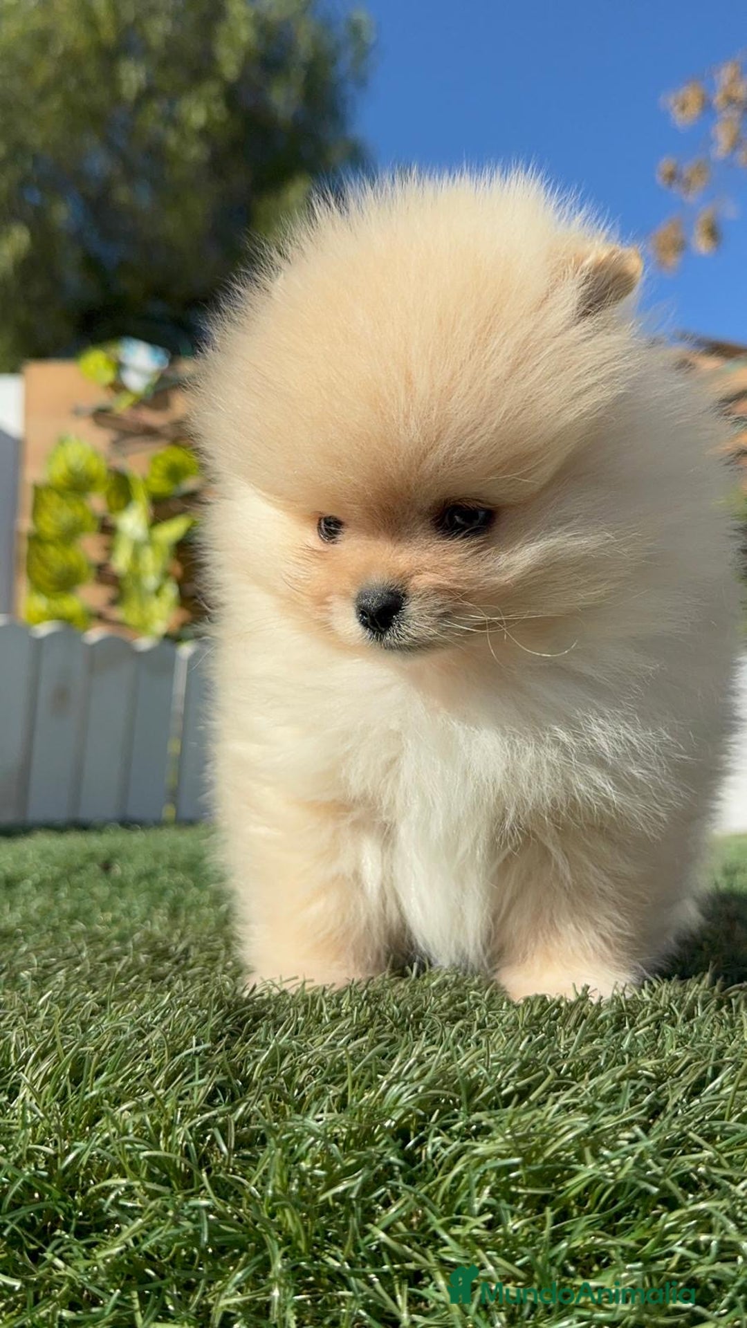 Pomerania perros en venta: POMERANIA CARA DE OSITO - Anuncio 3