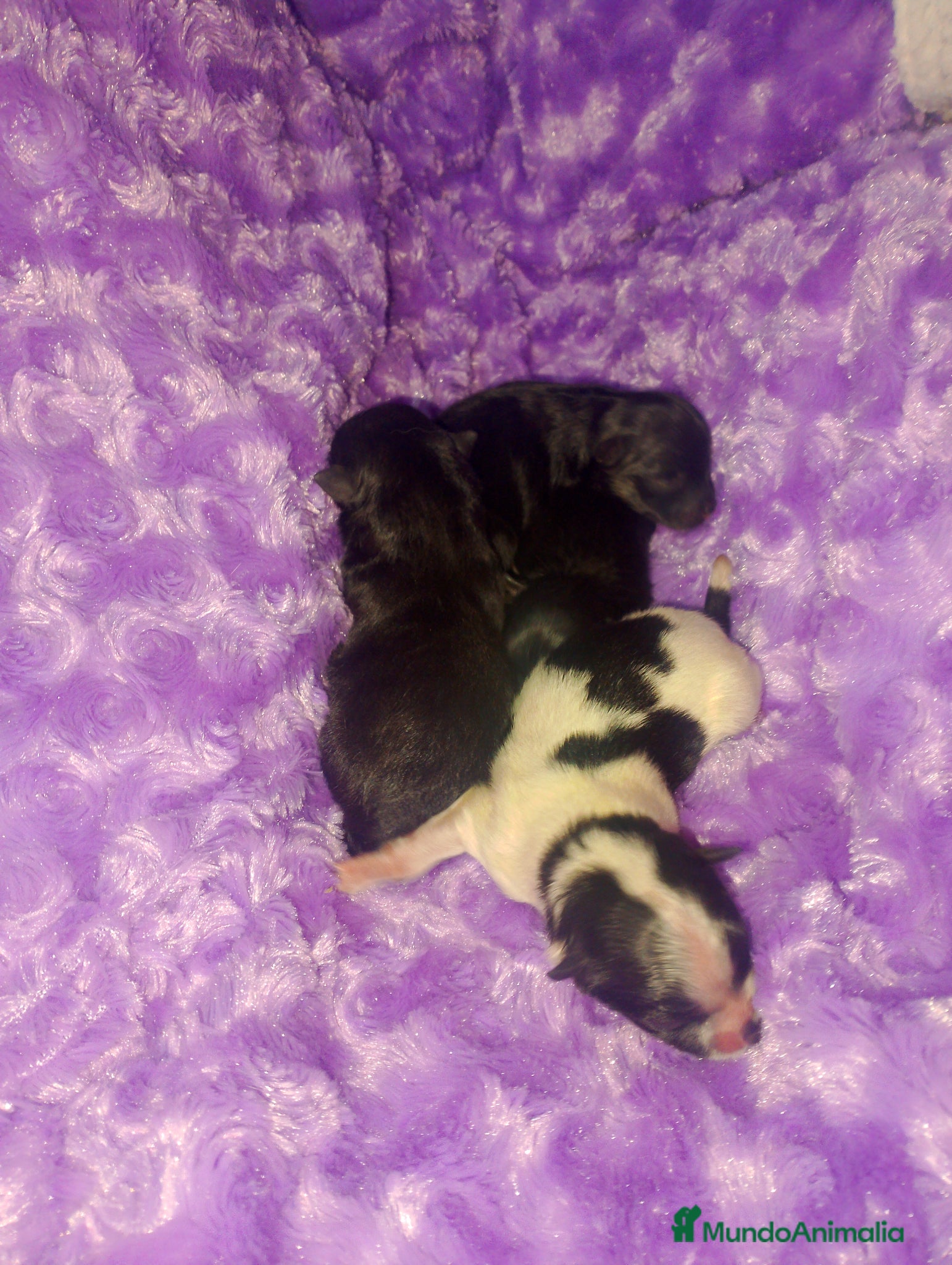 Pomerania perros Camada de pomerania hembras  - Anuncio 1