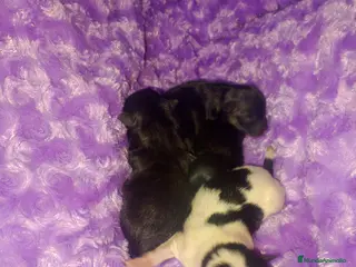 Pomerania perros en venta: Camada de pomerania hembras - Anuncio 3