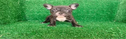 Bulldog Francés perros en venta: Bulldog francés  - Anuncio 5