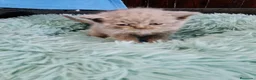 Británico de Pelo Corto Azul gatos en venta: Brithis - Anuncio 8