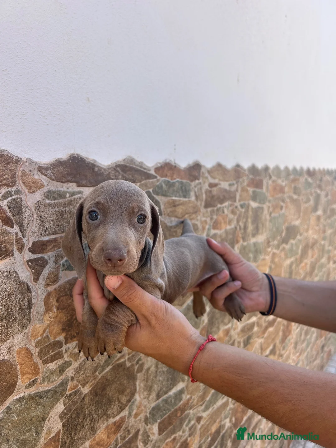 Teckel Miniatura perros en venta: teckel isabela  - Anuncio 2