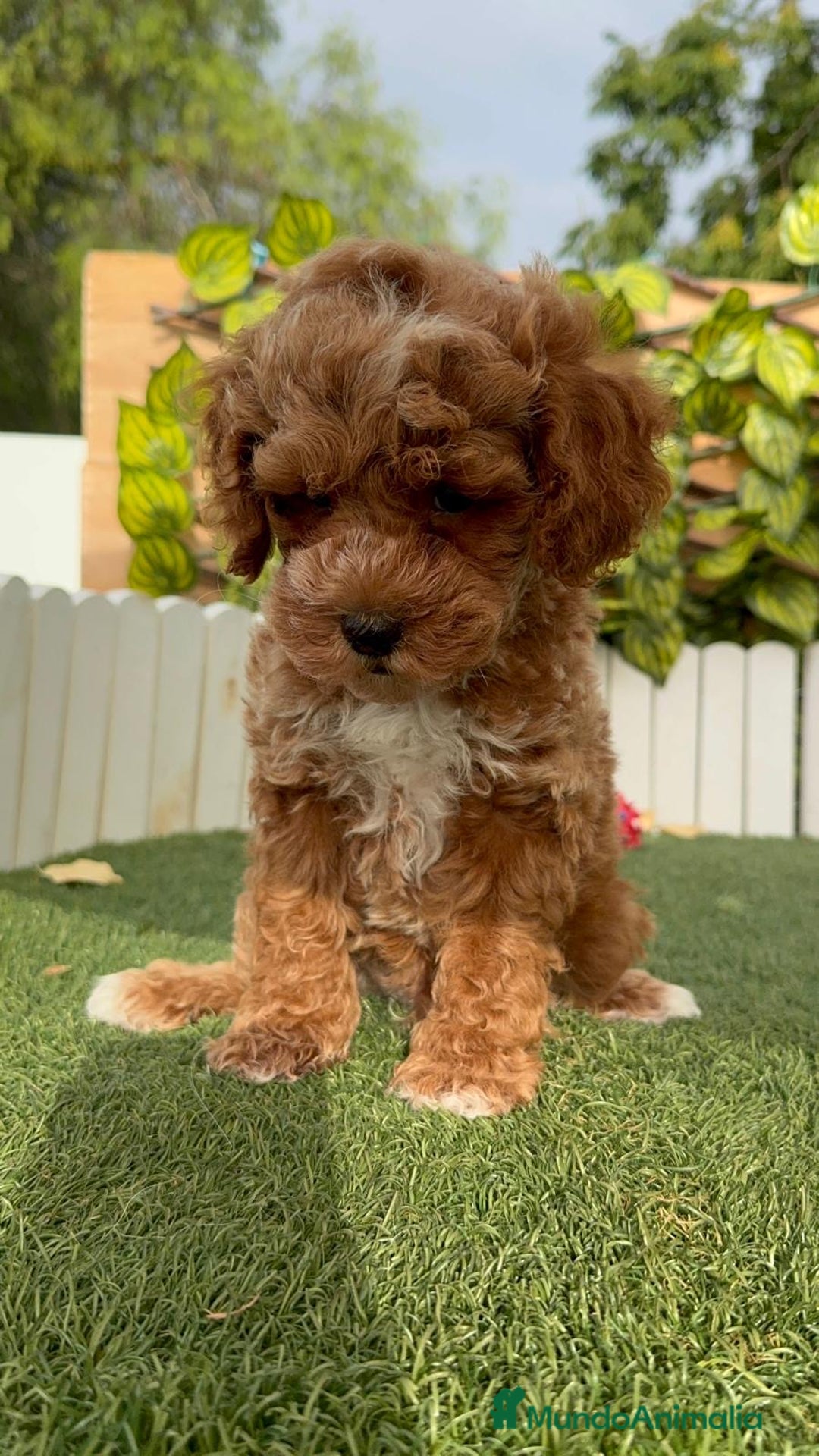 Caniche Toy perros en venta: CANICHE TOY MACHO - Imagen 2