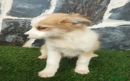 Raza Mixta perros en venta: BORDERPOM macho (pomerania + border collie) - Imagen 3