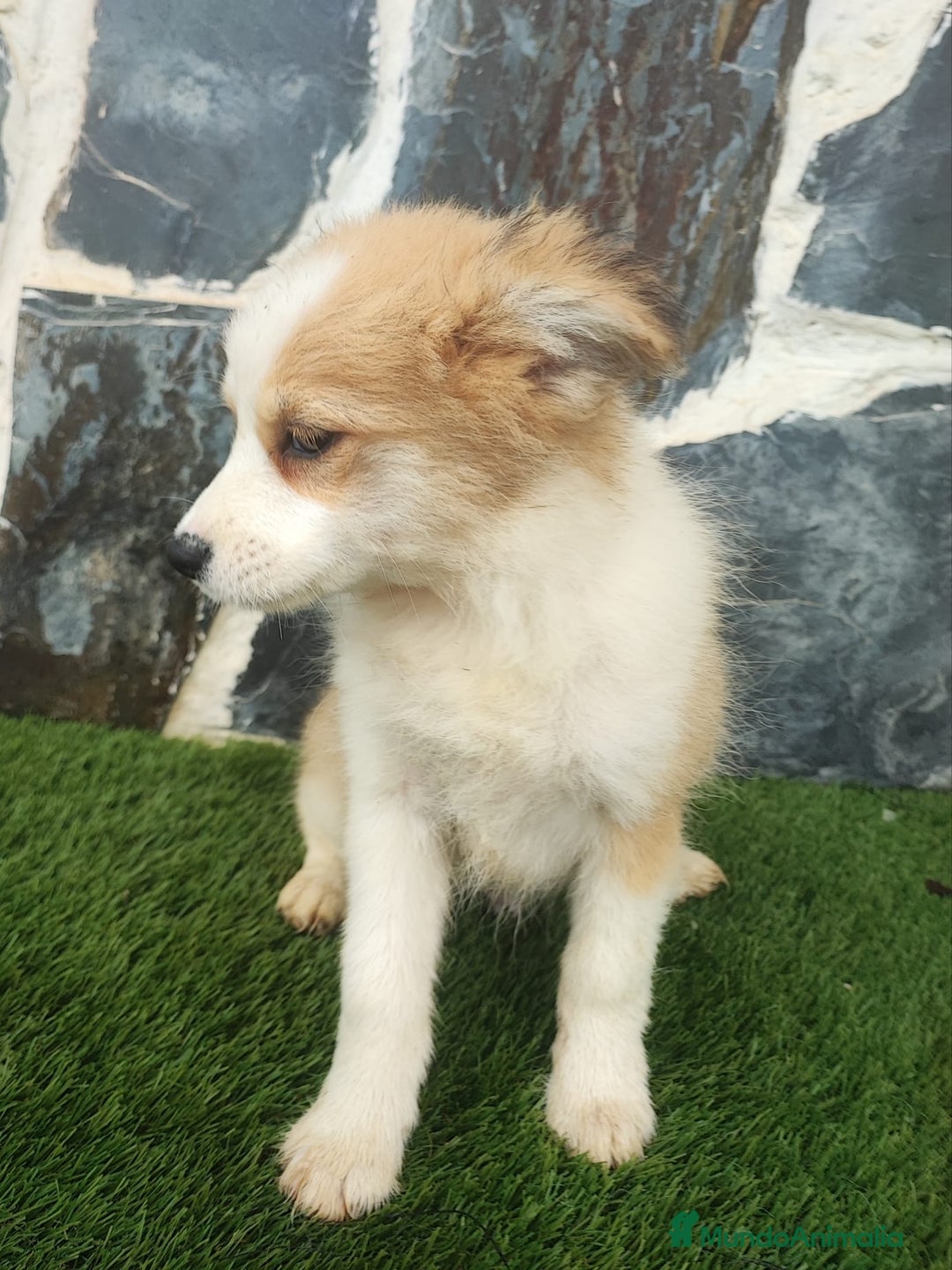 Raza Mixta perros en venta: BORDERPOM macho (pomerania + border collie) - Imagen 3