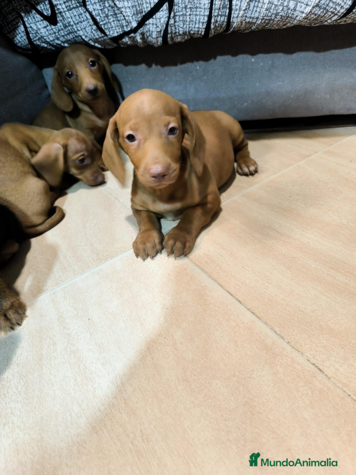 Teckel Miniatura perros Disponible Teckels miniatura de excelente calidad  - Anuncio 1