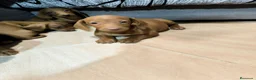 Teckel Miniatura perros en venta: Disponible Teckels miniatura de excelente calidad  - Anuncio 1