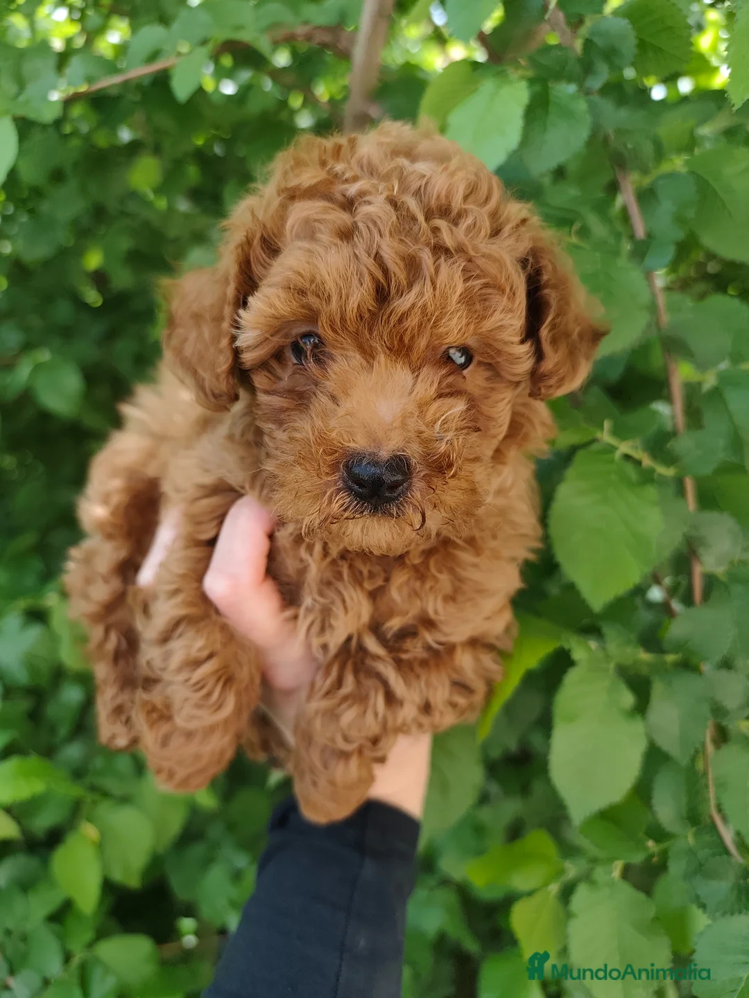 Caniche Toy perros en venta: ESPECTACULAR TOY ❤️ en Barcelona - Anuncio 2