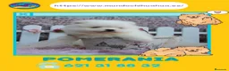 Pomerania perros en venta: Pomerania enano carita de osito - Anuncio 1