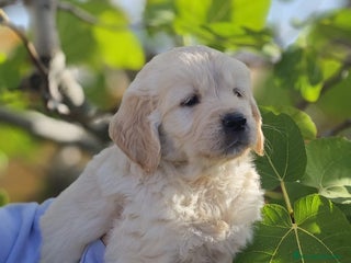 Golden Retriever perros - Anuncio 1