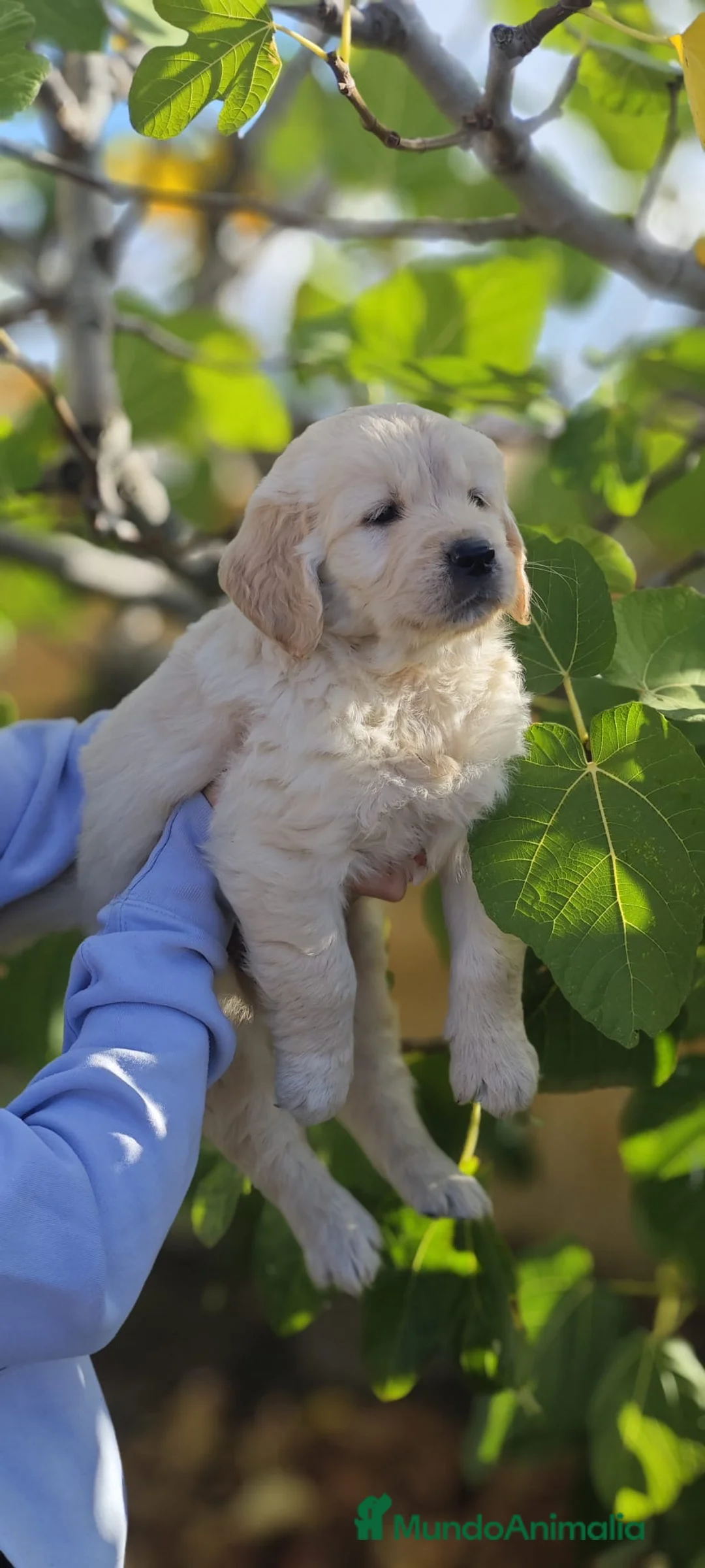Golden Retriever perros en venta: CACHORROS GOLDEN LISTOS PARA IRSE A SU NUEVA CASA! - Anuncio 1