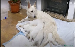 Pastor Blanco Suizo perros en venta: Cachorros de Pastor Blanco Suizo / 2 meses de edad - Imagen 9