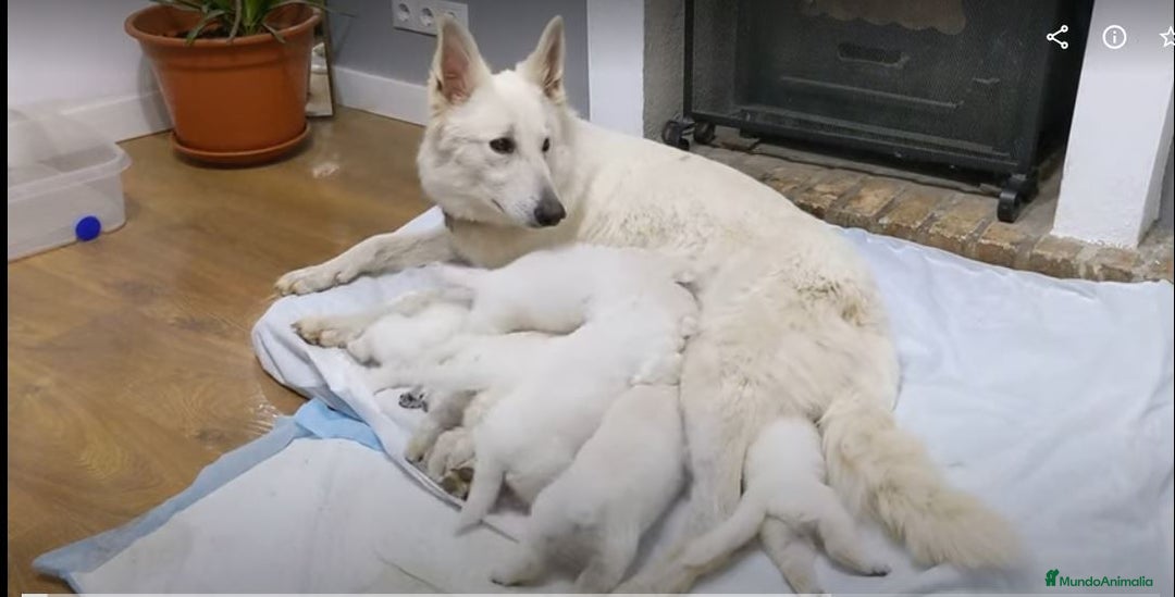 Pastor Blanco Suizo perros en venta: Cachorros de Pastor Blanco Suizo / 2 meses de edad - Imagen 9
