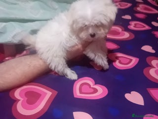 Bichón Maltés perros ‼️‼️Preciosa camada de toy bichón maltes toy - Anuncio 1