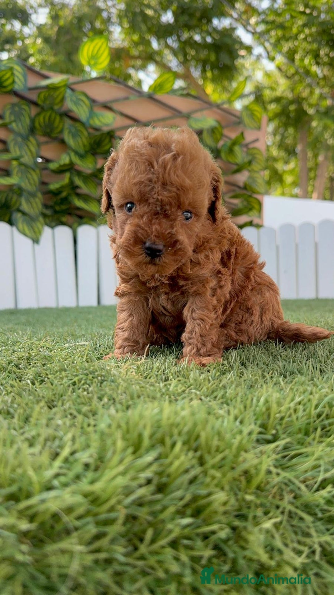 Caniche Toy perros en venta: CANICHE TOY ROJO MACHO - Imagen 6