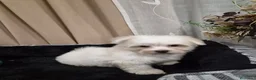 Bichón Maltés perros en venta: Bichón maltés  - Anuncio 6