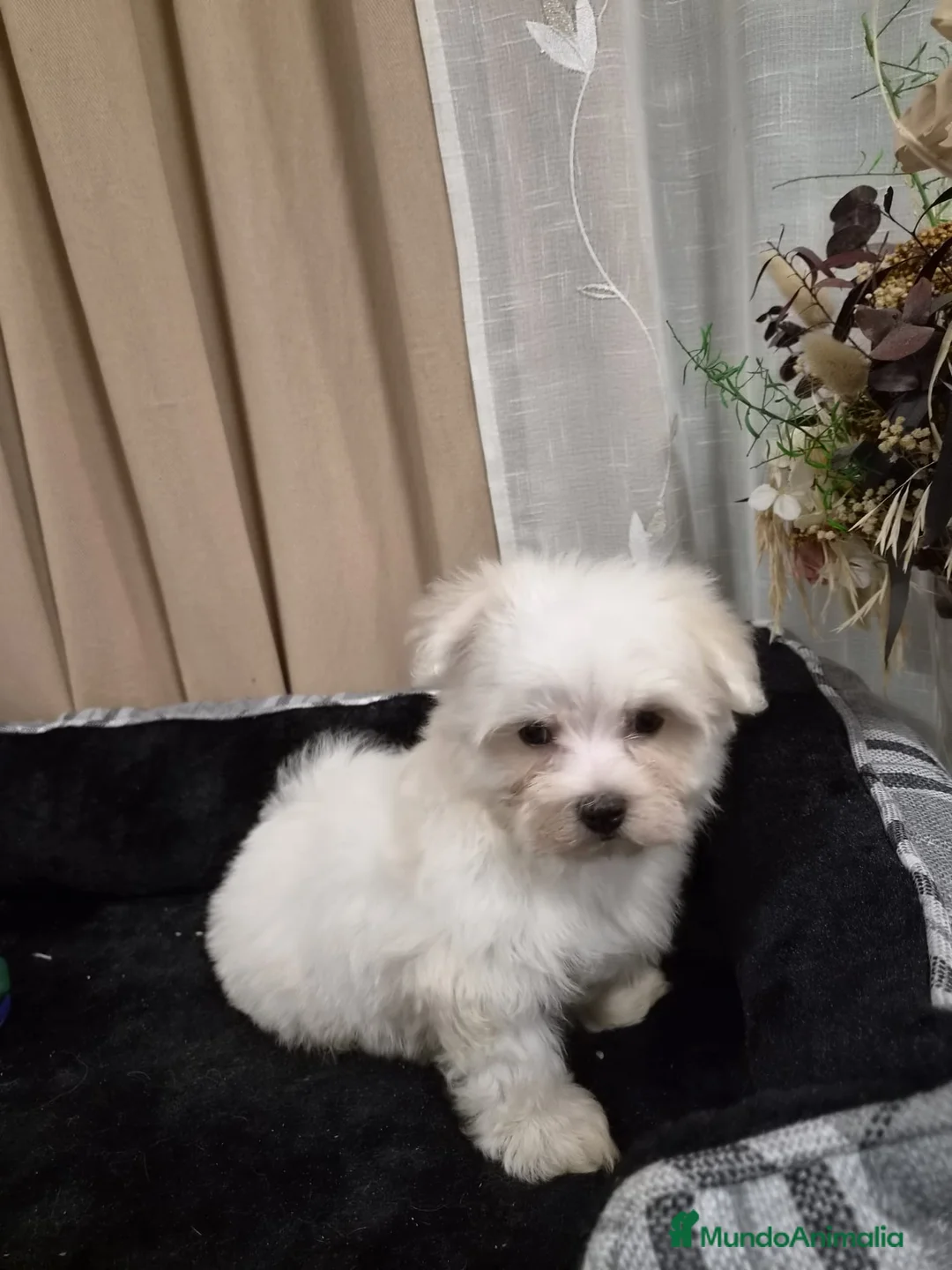 Bichón Maltés perros en venta: Bichón maltés  - Anuncio 6