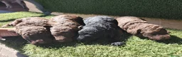 Perro de Agua Español perros en venta: Cachorros perros de agua en Zaragoza - Anuncio 18