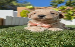 Maltipoo perros en venta: MALTIPOO HEMBRA - Imagen 16