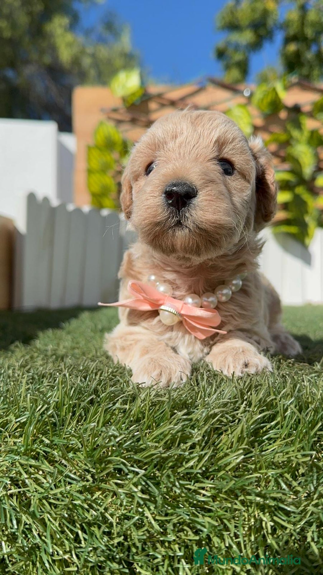 Maltipoo perros en venta: MALTIPOO HEMBRA - Imagen 16