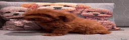 Caniche Toy perros en venta: Caniche Toy rojo  - Anuncio 3