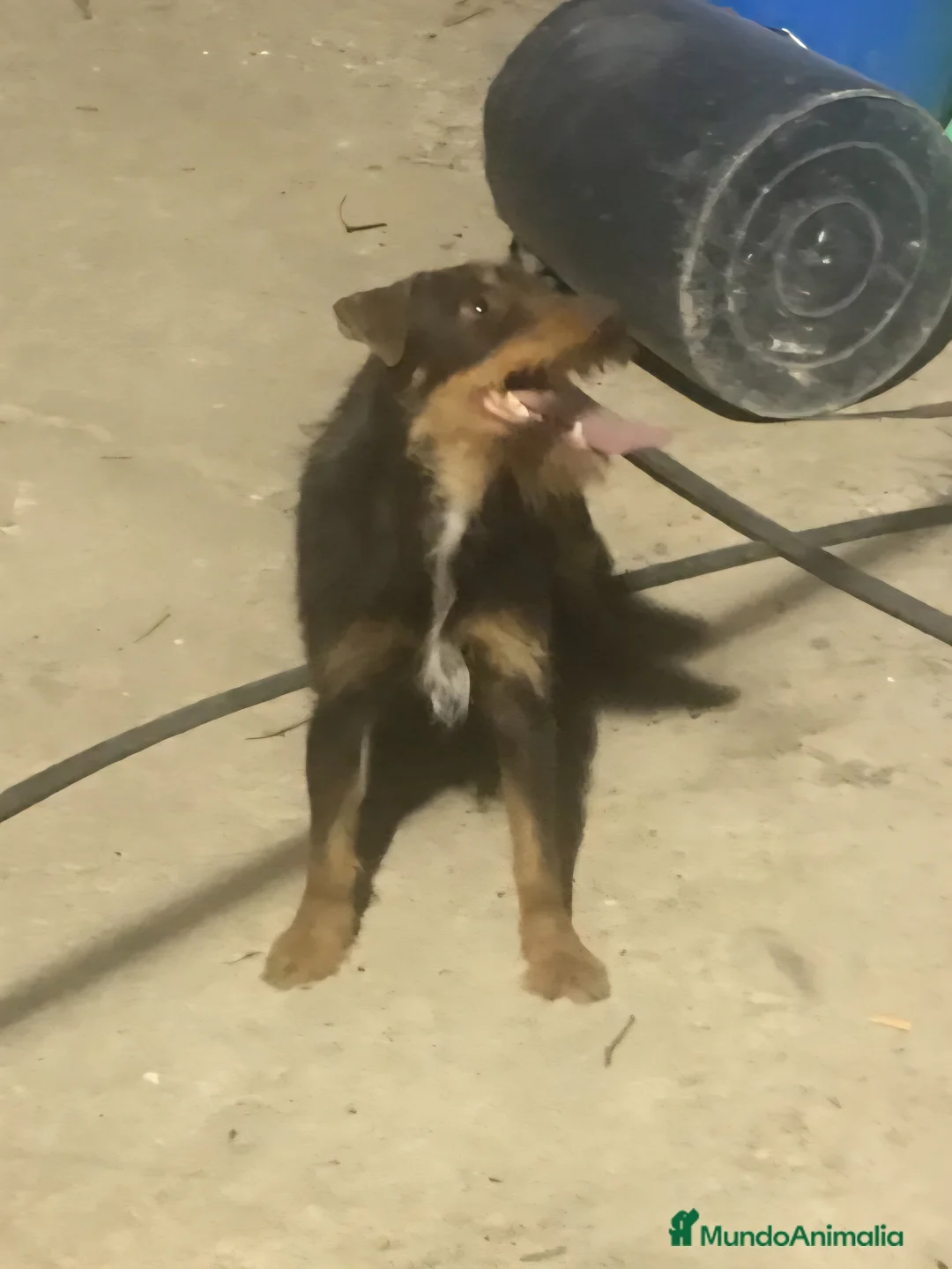 Terrier Alemán de Caza perros en venta: Jagd terrier - Anuncio 1