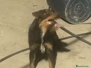 Terrier Alemán de Caza perros Jagd terrier - Anuncio 1