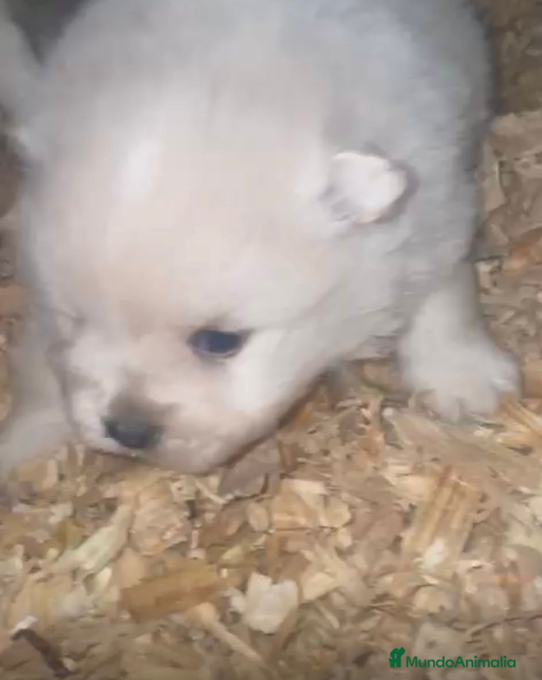 Pomerania perros en venta: Lulu pomerania toy  - Anuncio 6