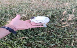 Chihuahua perros en venta: 🐶✨ Cachorros Chihuahua de Línea Exclusiva ✨🐶 - Imagen 26
