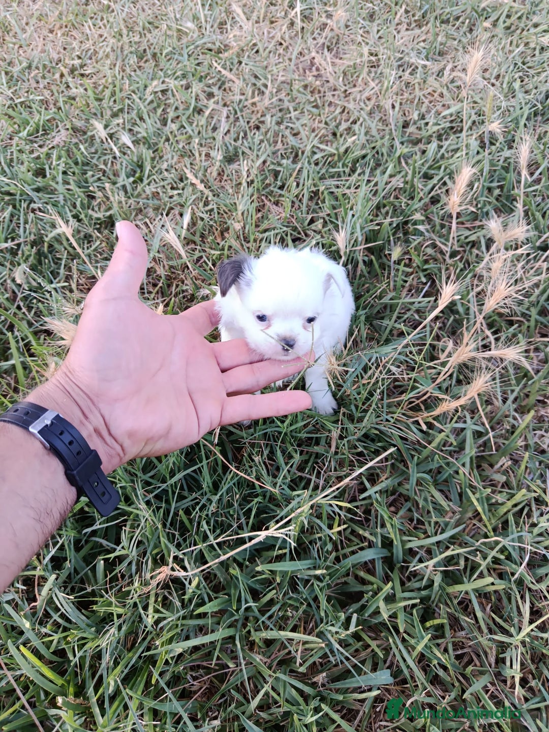 Chihuahua perros en venta: 🐶✨ Cachorros Chihuahua de Línea Exclusiva ✨🐶 - Imagen 26