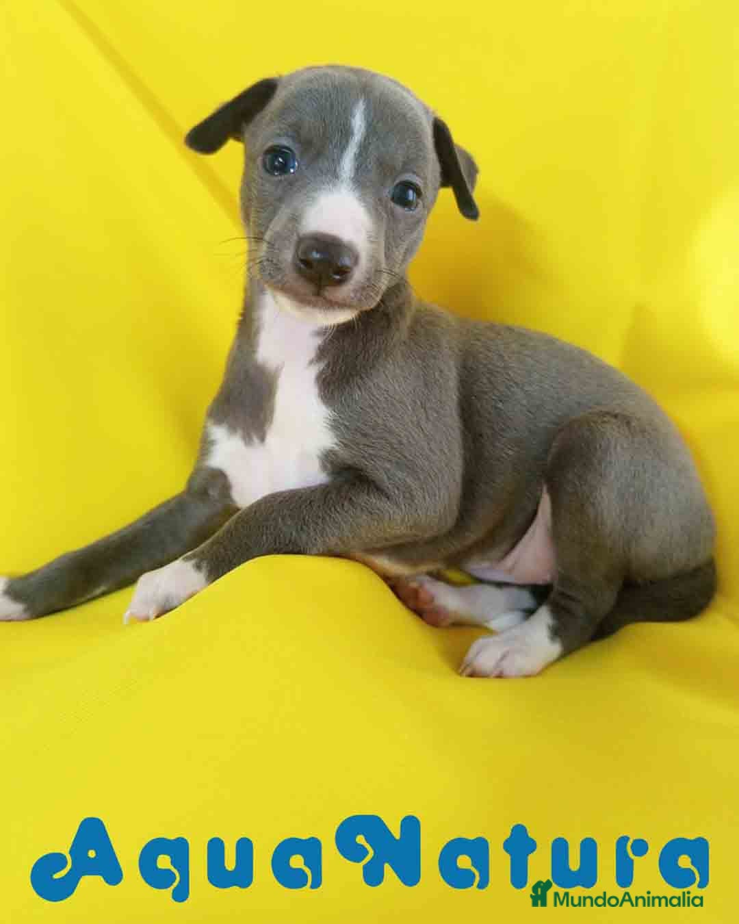 Pequeño Lebrel Italiano perros Lebrel Italiano Hembra 1831 AQUANATURA - Anuncio 20