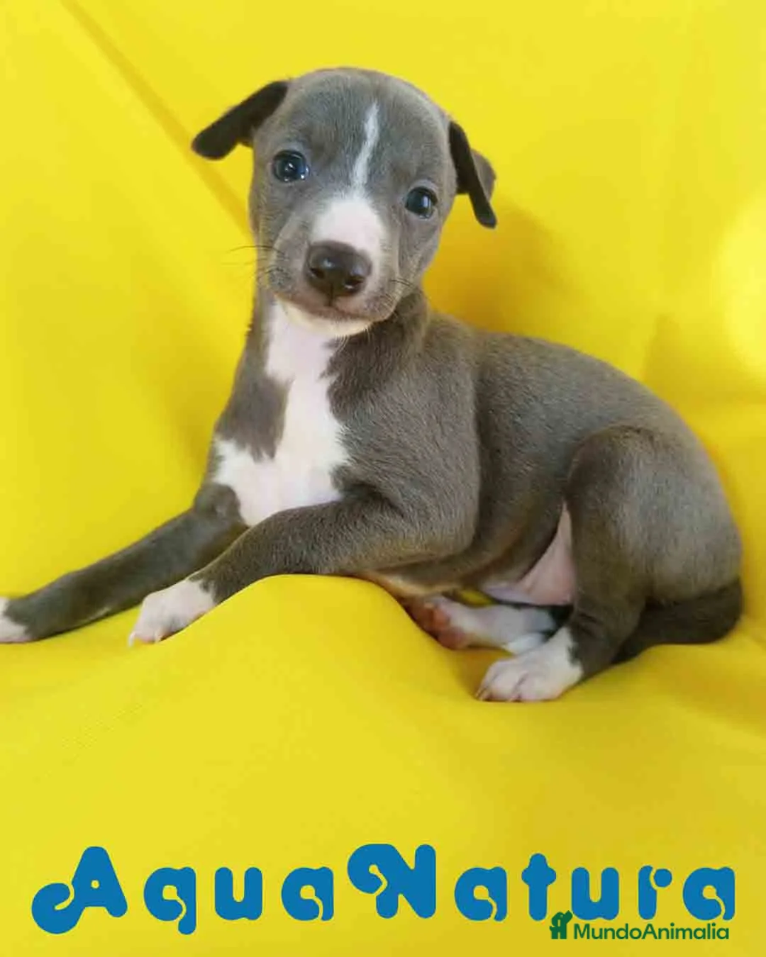 Pequeño Lebrel Italiano perros en venta: Lebrel Italiano Hembra 1831 AQUANATURA - Anuncio 1