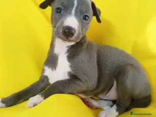 Pequeño Lebrel Italiano perros Lebrel Italiano Hembra 1831 AQUANATURA - Anuncio 4