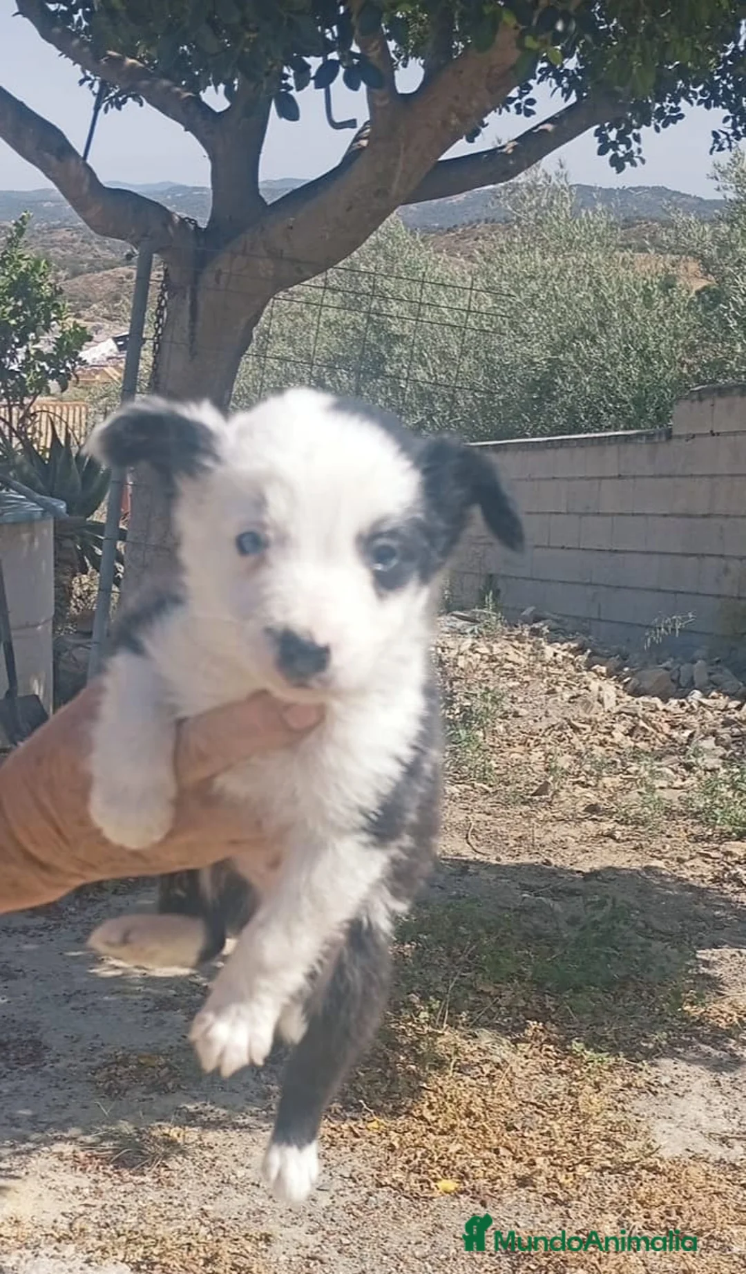 Border Collie perros en venta: Border collies blancos y negros - Anuncio 2