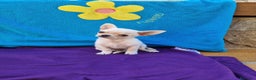 Chihuahua perros en venta: Chihuahuas  en Barcelona - Anuncio 3