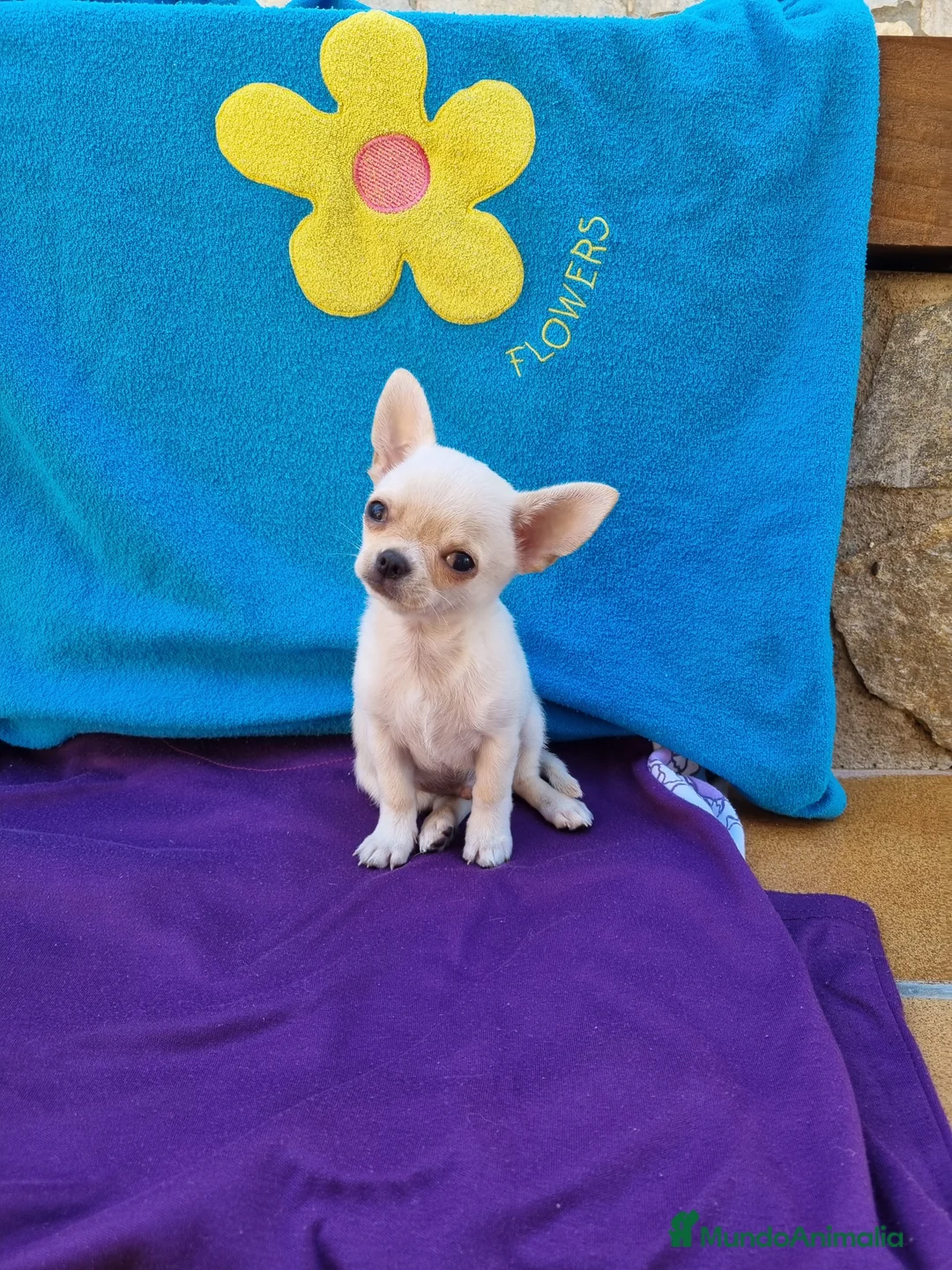 Chihuahua perros en venta: Chihuahuas  en Barcelona - Anuncio 3