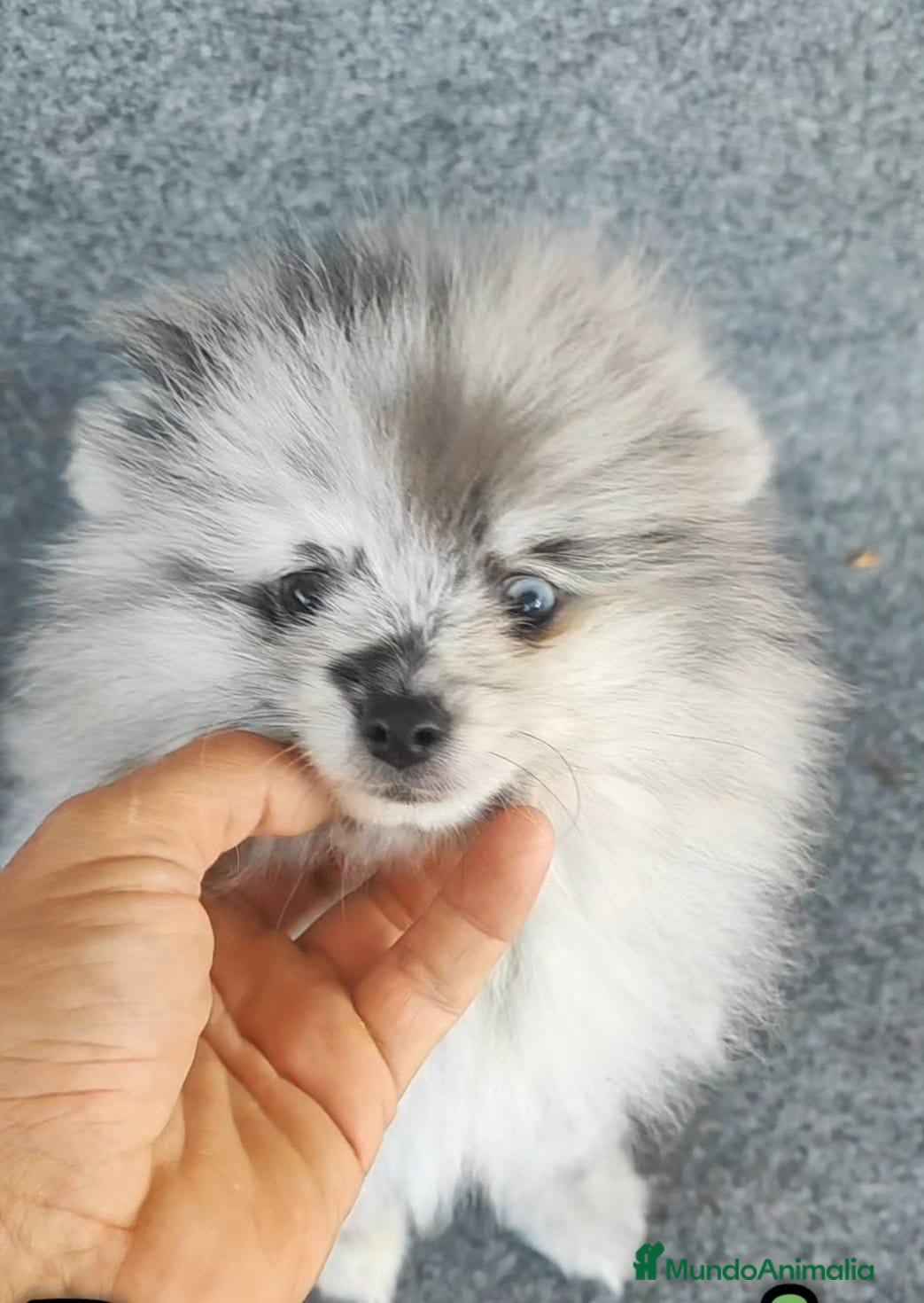 Pomerania perros Pomerania - Anuncio 42