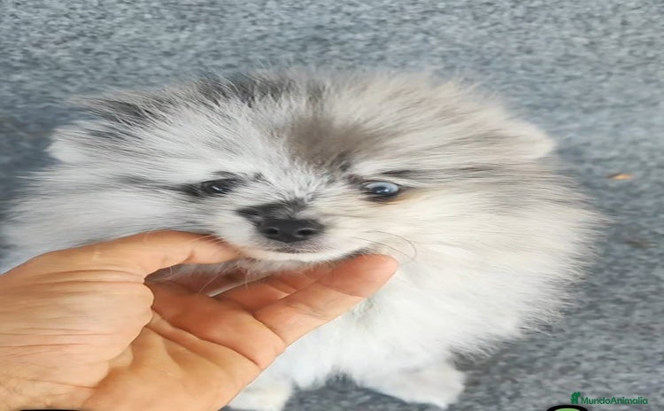 Pomerania perros Pomerania - Anuncio 2