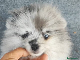 Pomerania perros Pomerania - Anuncio 2