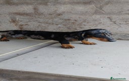 Teckel perros en venta: Macho teckel arlequín plata  - Imagen 5