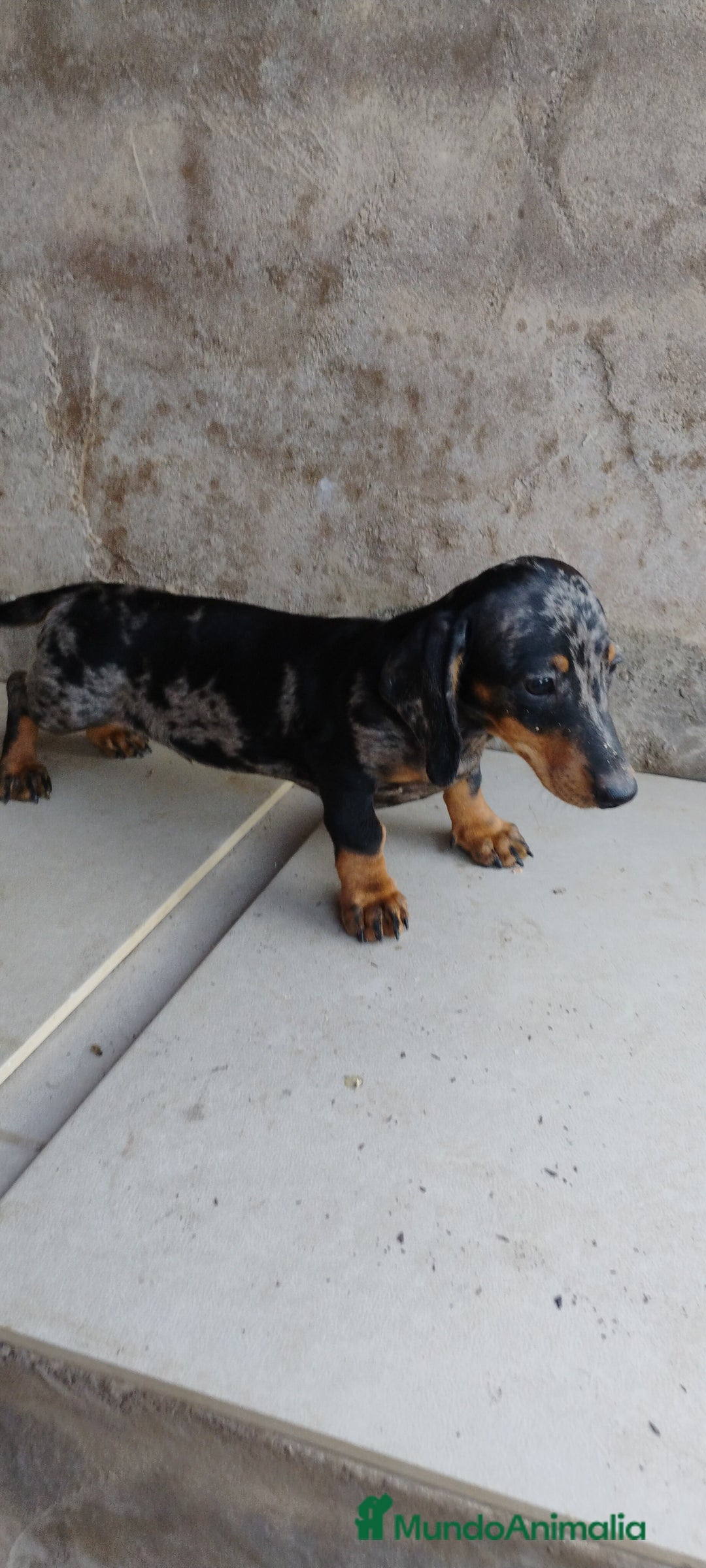 Teckel perros en venta: Macho teckel arlequín plata  - Imagen 5