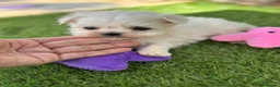 Bichón Maltés perros en venta: Bichon maltés líneas coreanas  - Anuncio 5