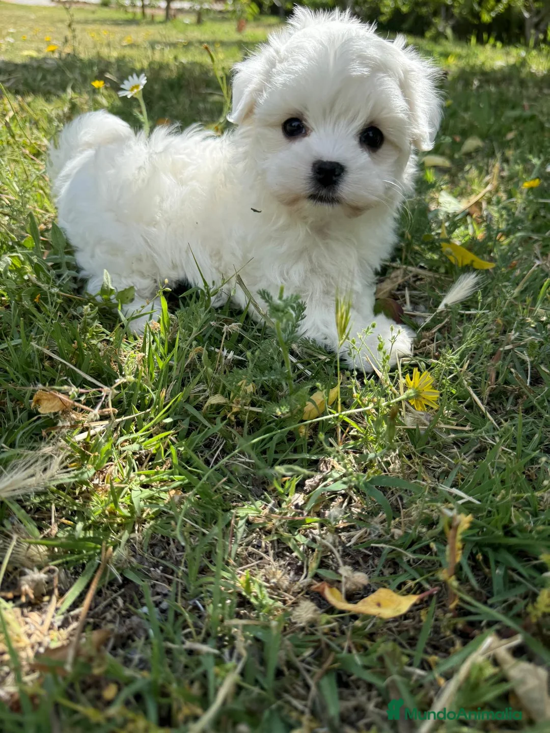 Bichón Maltés perros en venta: Bichon maltés disponible fotos actuales  - Anuncio 6
