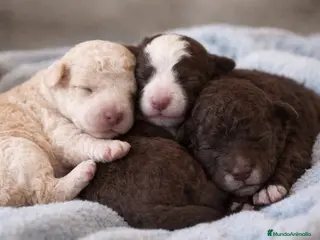 Perro de Agua Español perros Cachorros de perro de agua - Anuncio 1