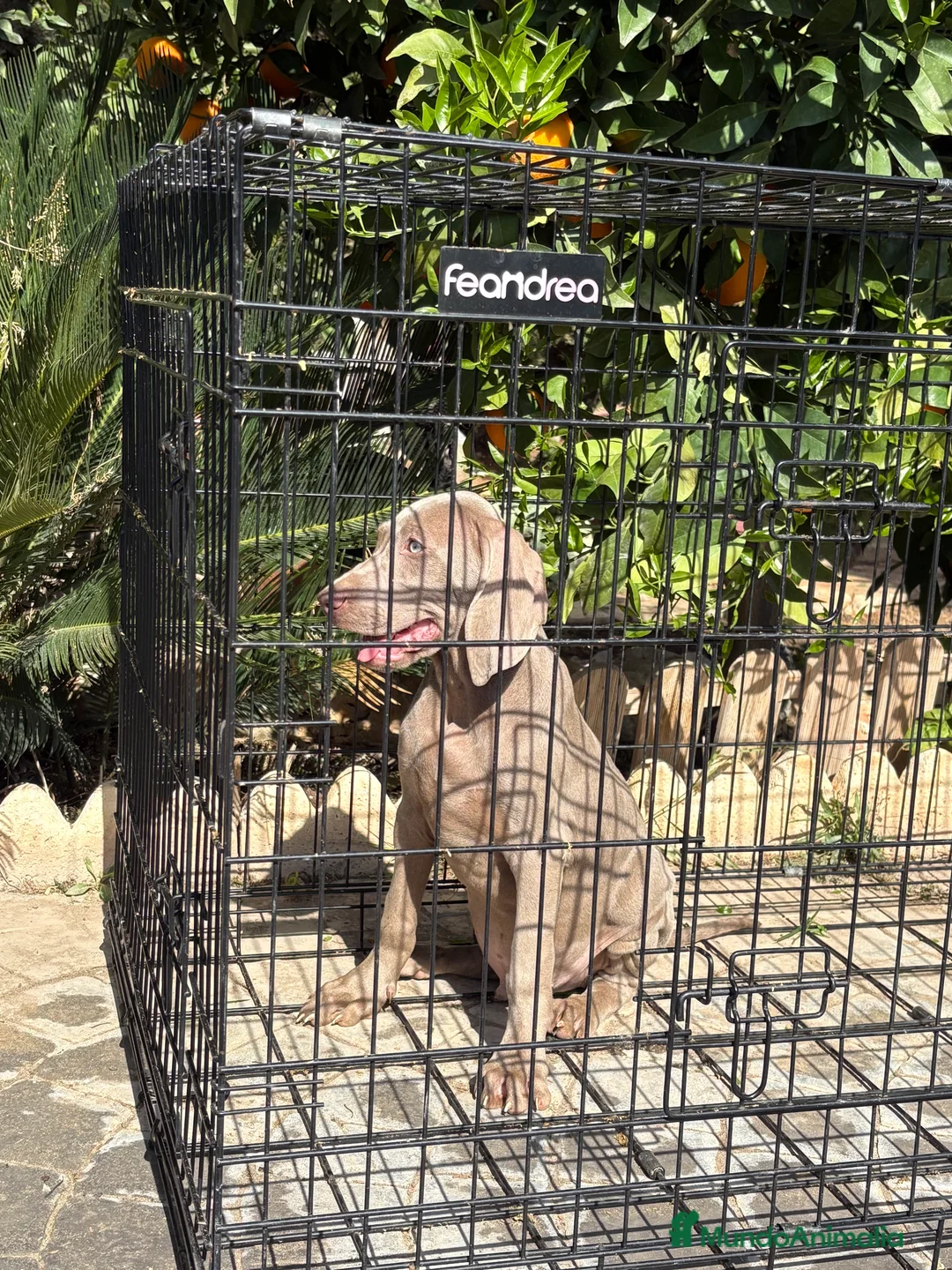 Weimaraner perros en venta: Bracos de Weimar  - Anuncio 1