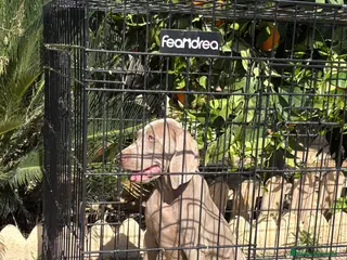 Weimaraner perros Bracos de Weimar - Anuncio 1